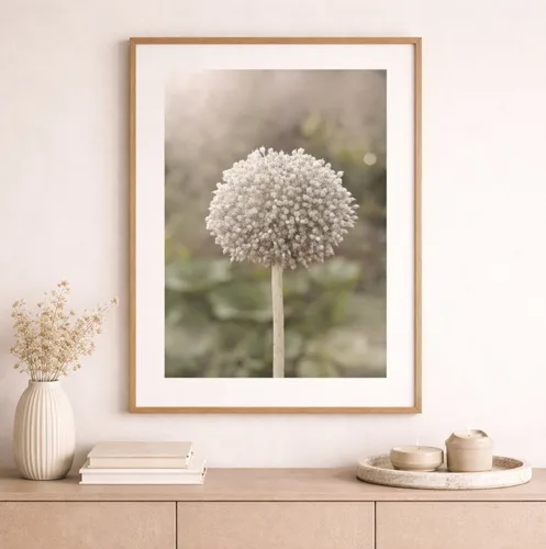 תמונה בוטנית של תפרחת כדורית| תמונה מינימליסטית לעיצוב במבחר חללים בבית ובמשרד