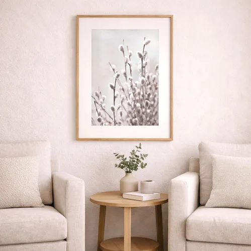 תמונה בוטנית של ענפי ערבה עם תפרחת פרוותית - Pussy Willow